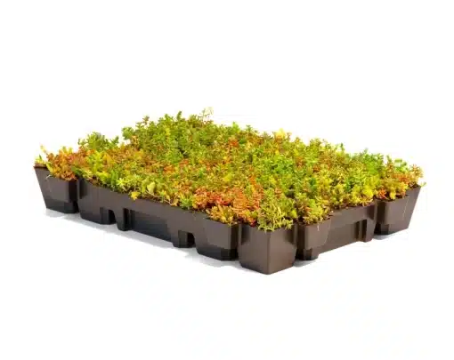 Sedum Cassettes