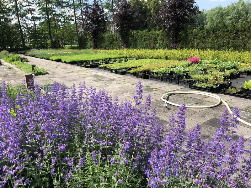 Inheemse vaste planten voor borders