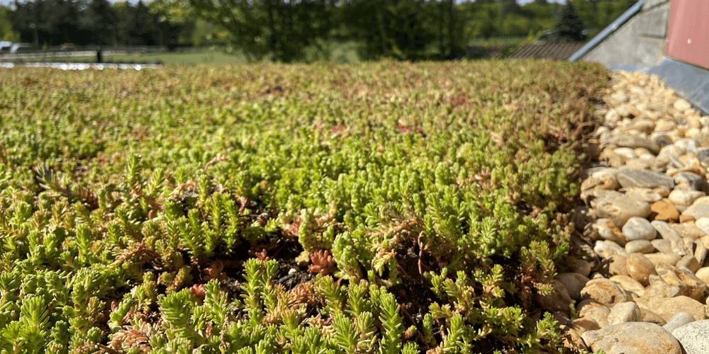 Groene daken met sedum en kruiden